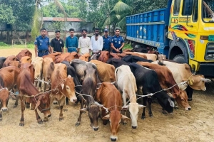 নবীগঞ্জে চার ডাকাত গ্রে ফ তা র, গরু ও গাড়ীসহ মালামাল উদ্ধার