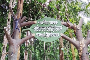 বিজয় দিবসে পর্যটকদের জন্য উন্মুক্ত কমলগঞ্জের লাউয়াছড়া জাতীয় উদ্যান