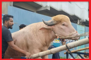 কো*রবানি হচ্ছে না আলোচিত মহিষ ‘ডোনাল্ড ট্রাম্প’ কো*রবানি হচ্ছে না আলোচিত মহিষ ‘ডোনাল্ড ট্রাম্প’