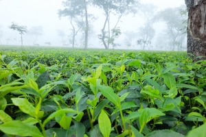 তিন দিন ধরে দেশের সর্বনিম্ন তাপমাত্রা শ্রীমঙ্গলে