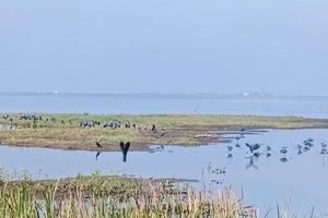 বাইক্কা বিলে শীতের অতিথি পাখি আসতে শুরু করেছে