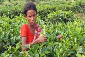 আশানুরূপ বৃষ্টি না হওয়ায়, উৎপাদনে পিছিয়ে পড়েছে চা বাগানগুলো