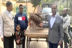 শ্রীমঙ্গলে বিরল প্রজাতির হিমালয়ান গিন্নি শকুন বনবিভাগের কাছে হস্তান্তর