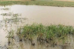 লাখাইয়ে খাল খননের অভাবে ক্ষ তি গ্র স্ত হচ্ছে কৃষকের ফসল