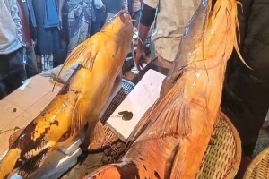  শেরপুরের মাছের মেলায় আড়াই লক্ষ টাকার বাঘাইড় মাছ