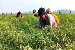জগন্নাথপুরে তুলনামূলক কম খরচে কাঁচামরিচের বা*ম্পার ফলন 