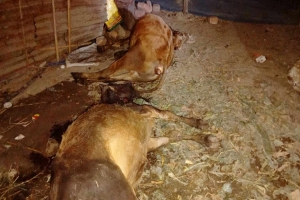 শ্রীমঙ্গলে একটি গবাদিপশুর খামারে বি ষ প্রয়োগে  ৮টি গরুর রহস্য*জনক মৃ ত্যু 