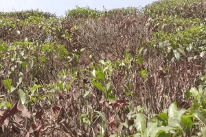 অনাবৃষ্টি ও তী*ব্র খরায় মৌলভীবাজারে চা উৎপাদন ব্যা*হতের আ শ ঙ্কা