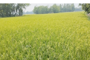 জগন্নাথপুরের নলুয়ার হাওরে চারদিকে চলছে ধান কাটার প্রস্তুতি