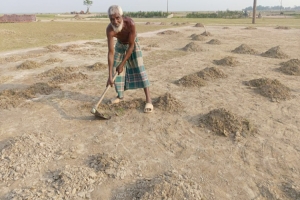 দিরাইয়ে চলছে ধান কাটা ও মাড়াইয়ে প্রস্তুতি 