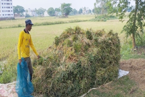 জগন্নাথপুরে বৃষ্টি ও বন্যার শঙ্কায় কাটা হচ্ছে আধাপাকা ধান