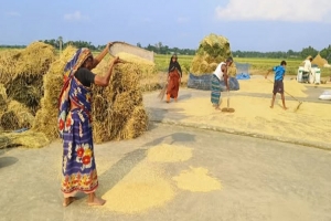 হাকালুকিতে বোরো ধানের বাম্পার ফলন : ন্যায্য দাম নিয়ে চিন্তিত কৃষকরা