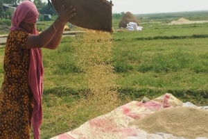 জগন্নাথপুরের হাওরের ৮৫ ভাগ ধান কাটা শেষ