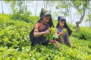 ব ঞ্চ না র বৃত্তে চা-শ্রমিকরা,উৎপাদন বাড়লেও উন্নয়ন হয় না জীবনমান