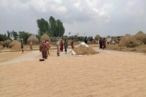 লাখাইয়ে গোলায় ওঠছে ধান : স্বস্তিতে কৃষকরা