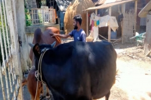 লাখাইয়ে ঈদকে সামনে রেখে পশু পরিচর্যায় ব্যস্ত খামারিরা