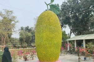 ২১ ফুট লম্বা জাতীয় ফল কাঁঠালের ভাস্কর্য 