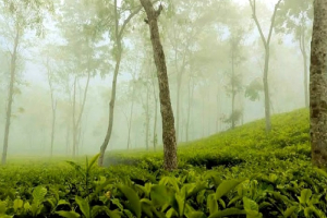 শ্রীমঙ্গল কাঁপছে সর্বনিম্ন তাপমাত্রায়