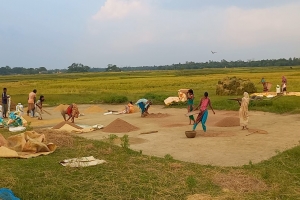 বড়লেখায় বোরোর বাম্পার ফলন, ধান তুলতে কৃষকের দিনরাত একাকার