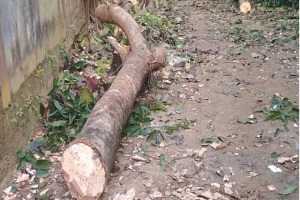 বড়লেখায় জোরপূর্বক গাছ কেটে ফেলার অ ভি যো গে ৬ ব্যক্তির বিরুদ্ধে মা ম লা