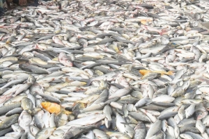 শান্তিগঞ্জে শ ত্রু তার বি ষে মরল ২০ লাখ টাকার মাছ