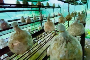 গোলাপগঞ্জে বাণিজ্যিকভাবে মাশরুম চাষে সাফল্য