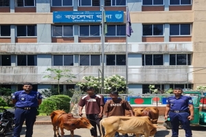 বড়লেখায় ভারতীয় গরু ও দেশীয় ম/দসহ গ্রে/প্তার ৪