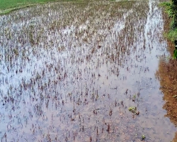 আজমিরীগঞ্জে পানি নেমে গেলেও শেষ রক্ষা হয়নি আমন চারার!