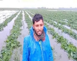 ভারি বৃষ্টিতে ফসলের ব্যাপক ক্ষতি