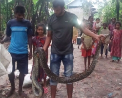 মৌলভীবাজারে চা বাগান থেকে ১৩ ফুট লম্বা অজগর উদ্ধার