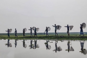  জগন্নাথপুরে পলো বাওয়া উৎসব