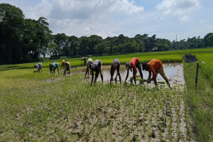 জগন্নাথপুরে শ*ঙ্কা মাথায় নিয়েই আমন চাষ শুরু