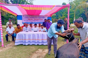 গোলাপগঞ্জে বিনামূল্যে গবাদিপশুর  গুটি (LSD) রোগের টিকা কার্যক্রম উদ্বোধন