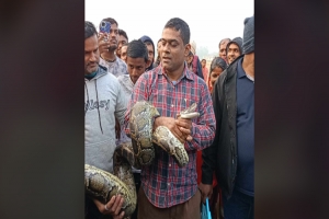 শ্রীমঙ্গলে পরিত্যক্ত গাছ থেকে অজগর উদ্ধার