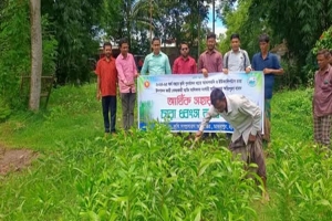 মাধবপুরে নার্সারিতে অ ভি যা ন চালিয়ে ধ্বং*স করা হলো নিষিদ্ধ গাছের চারা