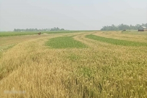 আজমিরীগঞ্জে দু র্বৃ ত্ত রা বি*ষ দিয়ে পু ড়ি য়ে দিল কৃষকের সোনালী স্বপ্ন