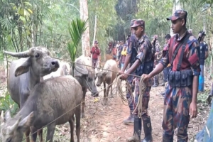 বিজিবি-পুলিশের যৌথ অভিযান- বড়লেখায় ভু*য়া রশিদেও শেষ রক্ষা হয়নি চোরাকারবারির, অবশেষে ভা র তী য় মহিষ উদ্ধার বিজিবি-পুলিশের যৌথ অভিযান- বড়লেখায় ভু*য়া রশিদেও শেষ রক্ষা হয়নি চোরাকারবারির, অবশেষে ভা র তী য় মহিষ উদ্ধার