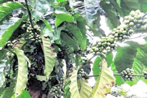 কফি চাষে নতুন দিগন্ত উন্মোচন