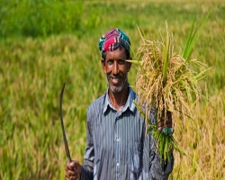 ১৫ বছরে কৃষি উৎপাদনে বিস্ময়কর সাফল্য
