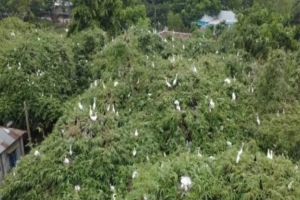 হাজারো পাখির কলকাকলিতে মুখর চিলাহাটি, অপেক্ষা সরকারি স্বীকৃতির হাজারো পাখির কলকাকলিতে মুখর চিলাহাটি, অপেক্ষা সরকারি স্বীকৃতির