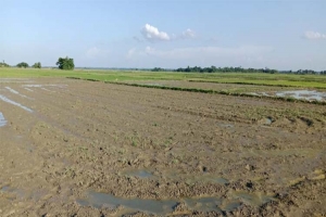 গোয়াইনঘাটে তীব্র গরমে কৃষি মাঠ ফাঁকা : ব্যাহত কৃষি কাজ