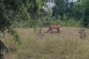 চিতাবাঘের সঙ্গে মজা করতে গিয়ে ম হা বি পা কে তিন যুবক (ভিডিও)