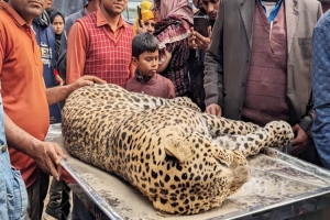 গ্রামবাসীর ধাওয়া খেয়ে পানিতে ডুবে চিতাবাঘের মৃত্যু