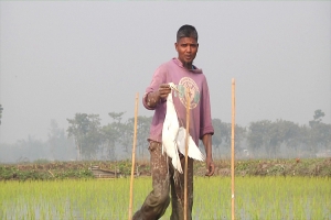 বকদের ভয় দেখাতেই বক মেরে ঝুলিয়ে রাখলেন কৃষক