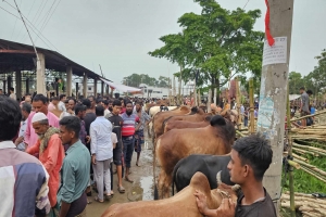 মাধবপুরে শেষ মুহূর্তে জমে উঠেছে পশুর হাট