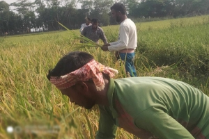 জগন্নাথপুরে নলুয়ার হাওরের কৃষকের মুখে হাসি