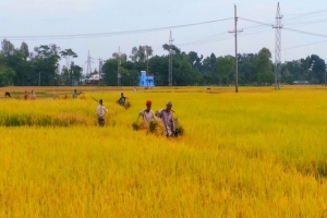 শান্তিগঞ্জে আমনের বাম্পার ফলন, কৃষকের মুখে হাসি