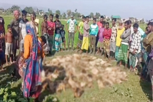 সুনামগঞ্জের পাখি শিকারির বি*ষে ৫০০ হাঁসের মৃ ত্যু