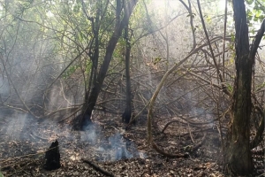 আ গু নে সুন্দরবনের ৬ একর পু*ড়ে ছাই