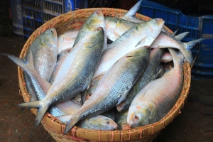 ভারতে যেতে পারে মাত্র ২৫০ টন ইলিশ